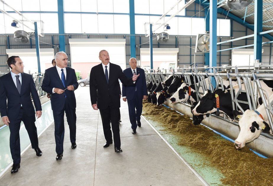 President Ilham Aliyev attended opening of 1000-head modern cattle-breeding complex in Ismayilli district VIDEO
