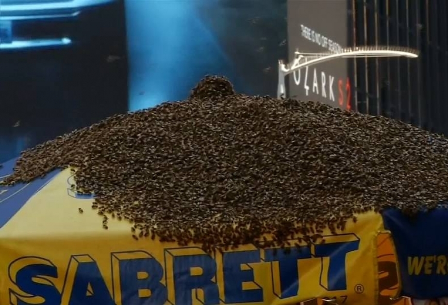 New York: 40 000 Bienen belagern Hotdog-Stand