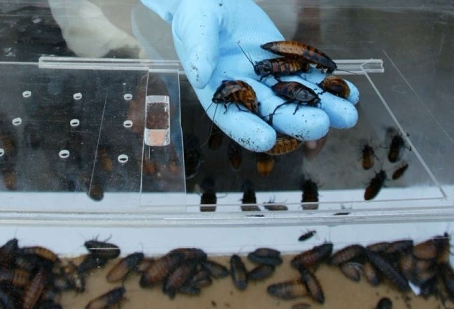 China züchtet sechs Milliarden Kakerlaken pro Jahr