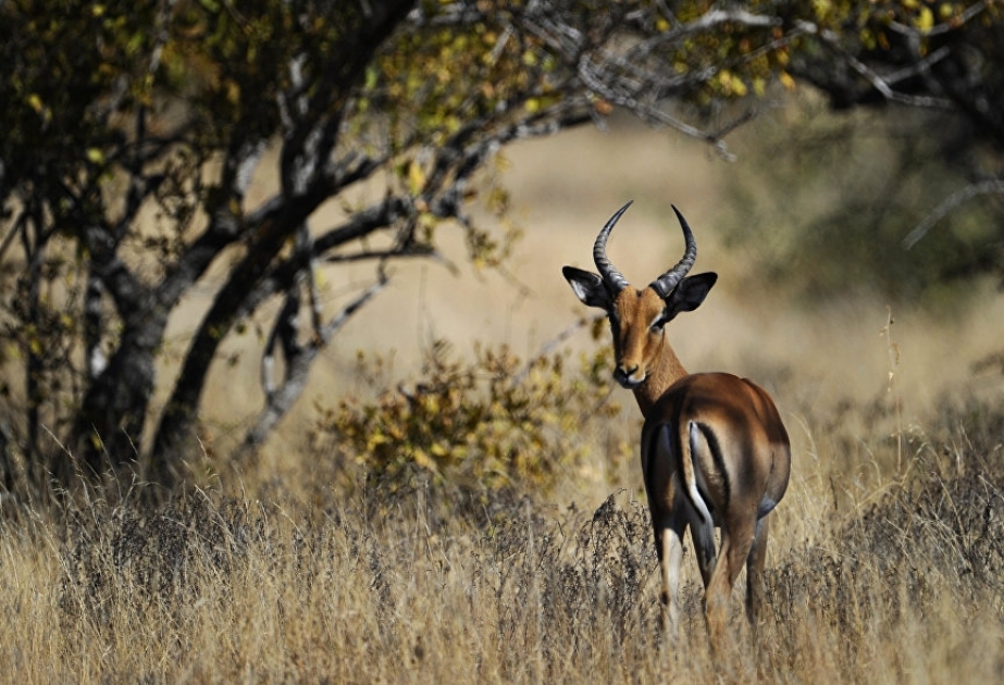 Afrikada turist antilopu su və palçıqla dolu çuxurdan xilas edib