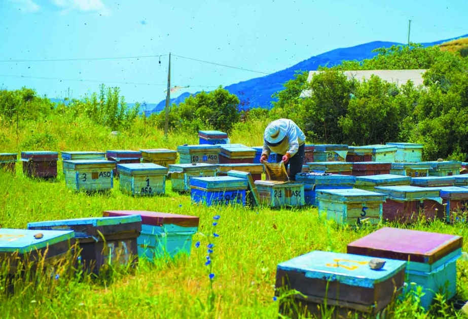 Samuxda arıçılığa maraq ildən-ilə artır