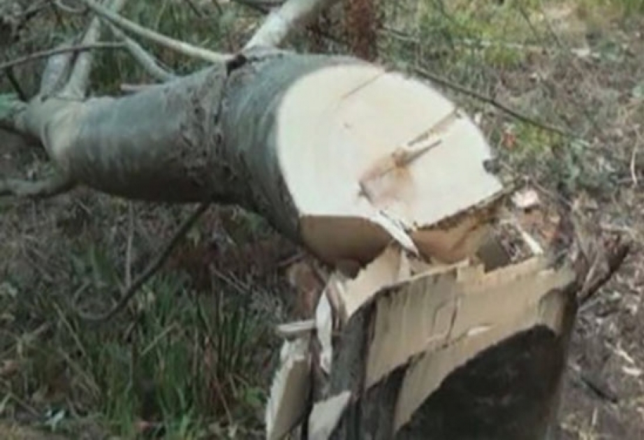 Füzuli rayonunda 17 qovaq ağacının kəsilməsi faktı aşkarlanıb