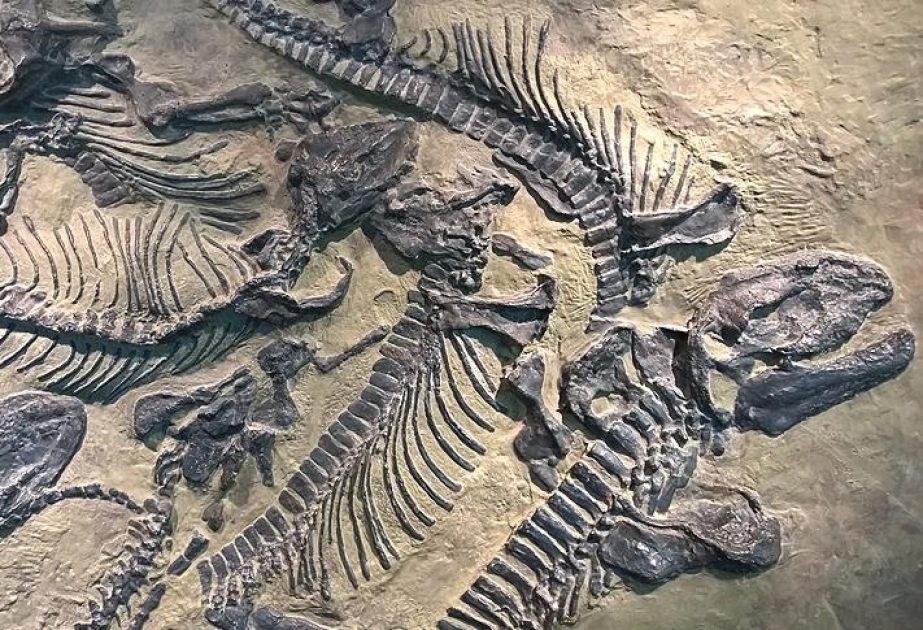 Çinli alimlər 130 milyon il yaşı olan dinozavr skeletinin qalıqlarını aşkarlayıblar