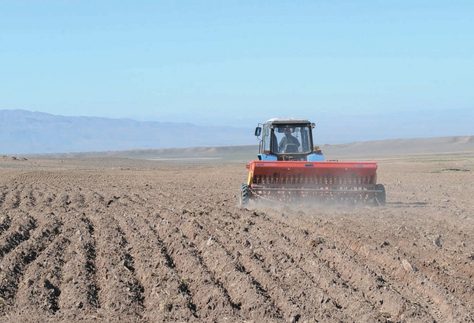 Şahbuzlu taxılçılar 100 hektardan çox sahədə şum qaldırıblar