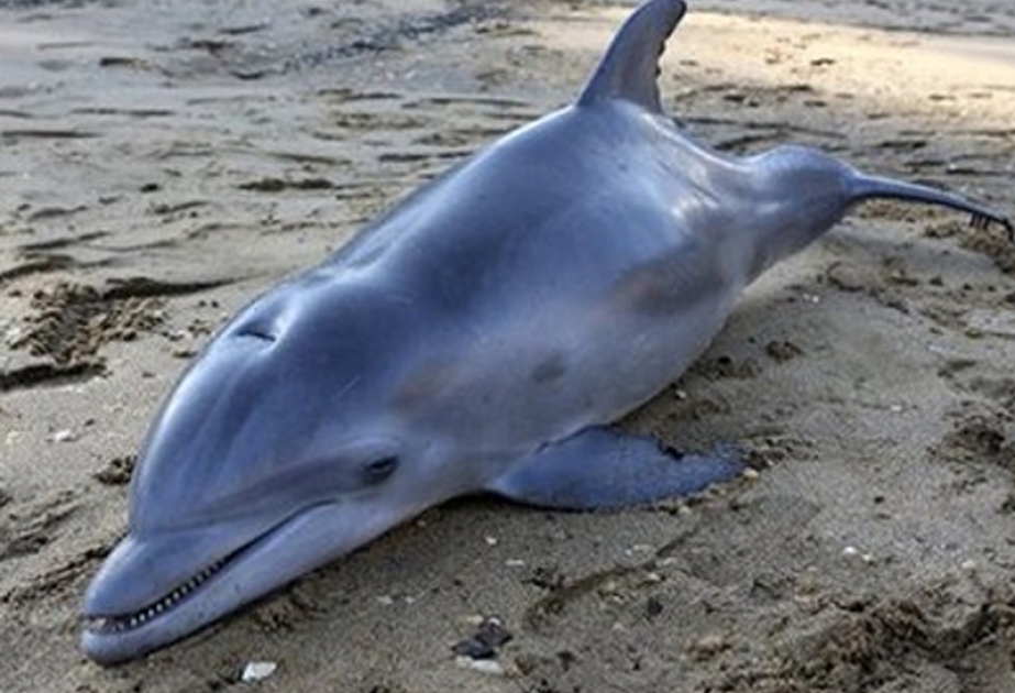 Aralıq dənizində delfinləri məhv edən virus aşkar olunub