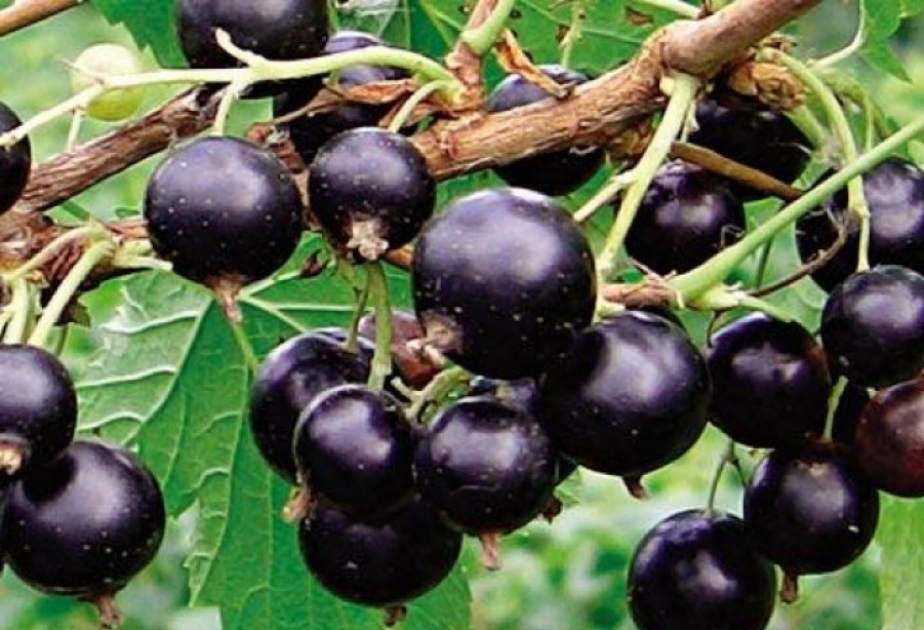 Qara qarağat C vitamini ilə ən zəngin olan giləmeyvədir