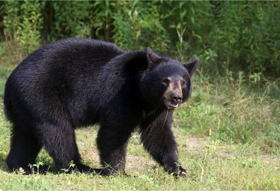 Alaska: Jäger auf Schwarzbären geschossen - Tier verletzt Jäger schwer