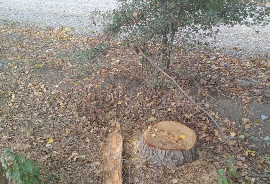 Xaçmaz rayonunda 16 qovaq ağacının kəsilməsi nəticəsində təbiətə 5700 manat ziyan dəyib