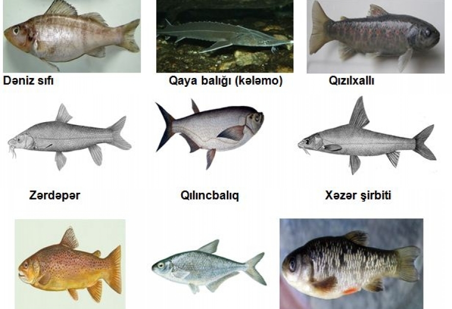 Запрещенные для вылова виды рыбы в Азербайджане