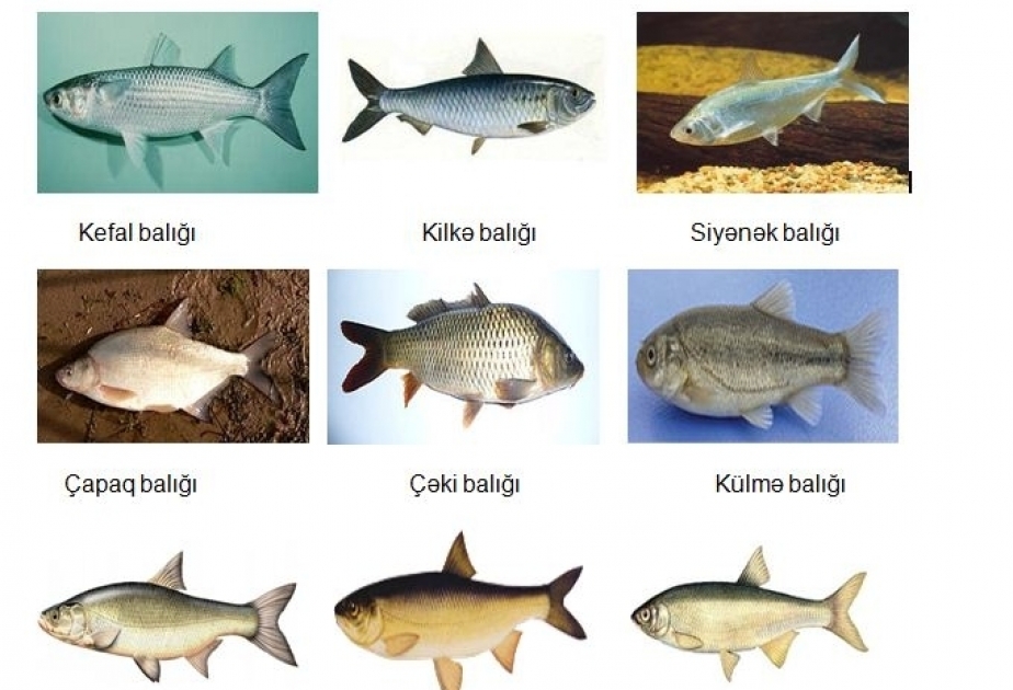 Какие виды рыб можно ловить?