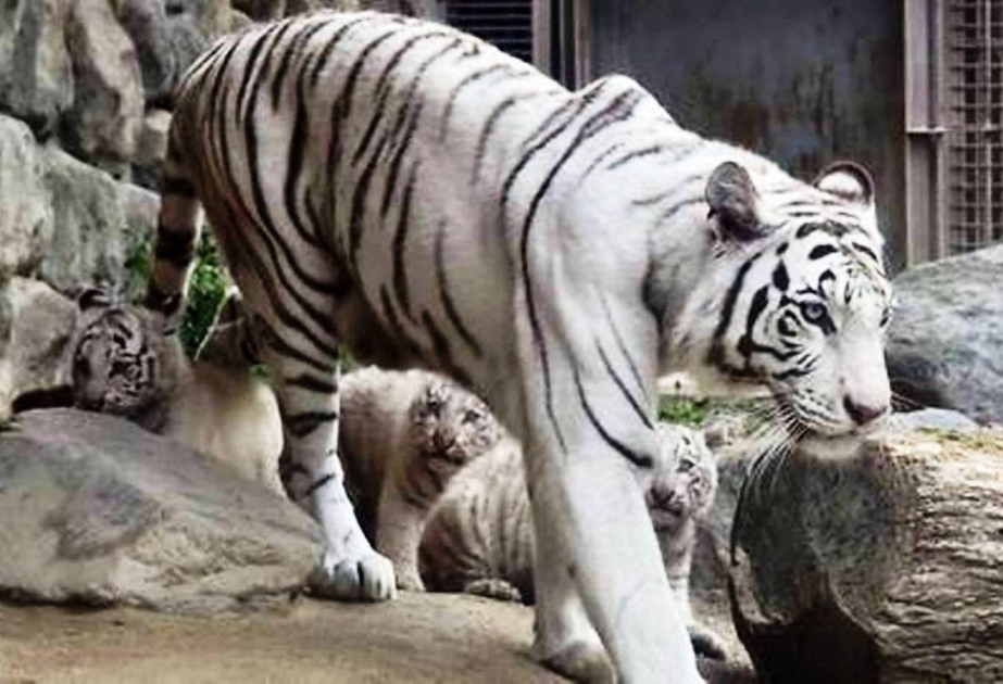 Japan: Weißer Tiger einen Zoo-Mitarbeiter getötet