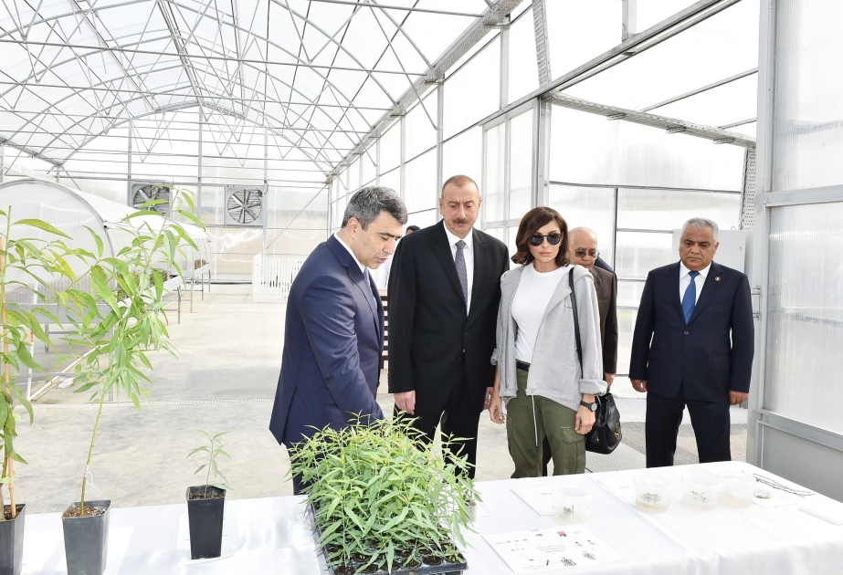 President Ilham Aliyev viewed sapling enterprise of Guba Scientific-Research Institute of fruit and tea VIDEO