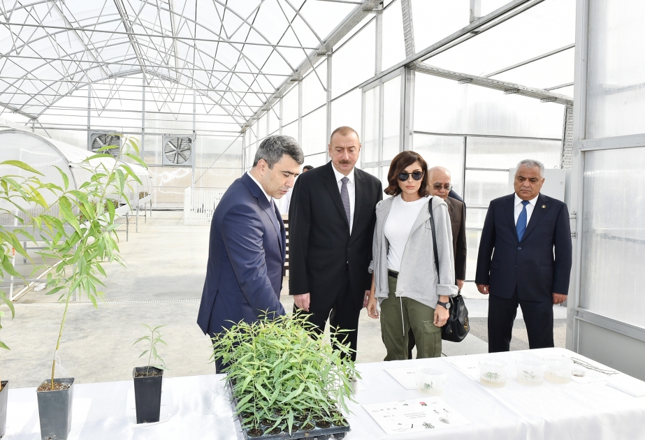 Guba: Präsident Ilham Aliyev besucht wissenschaftliches Forschungsinstitut für Garten-und Teebau VIDEO