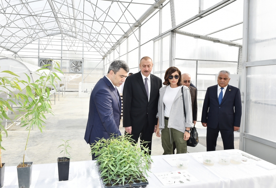 Le président Ilham Aliyev visite une pépinière de l’Institut de recherche sur la culture des fruits et du thé VIDEO