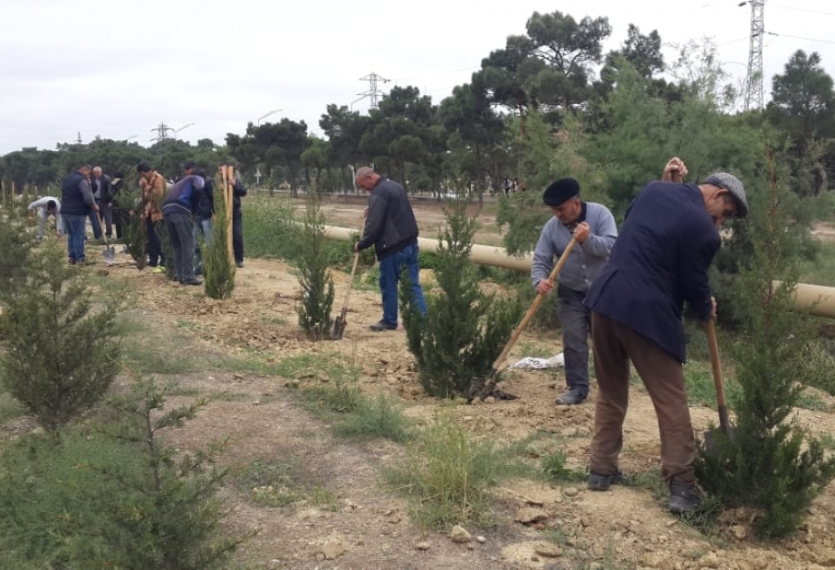 Suraxanıda daha 200 ağac əkilib