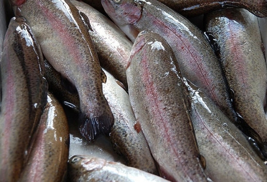 Европейский Союз ввел новые квоты на рыболовство в Балтийском море