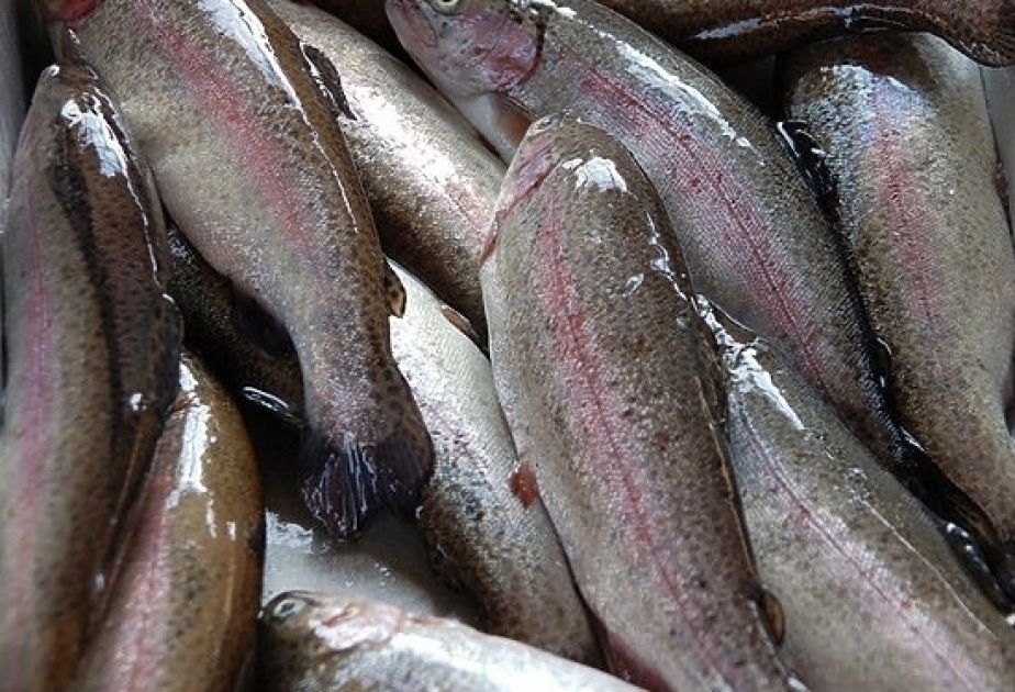 Avropa İttifaqı Baltik dənizində balıq ovuna yeni kvotalar tətbiq edib