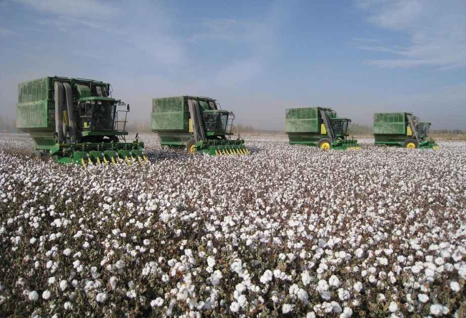 Bis jetzt landesweit fast 126.000 Tonnen Baumwolle gesammelt