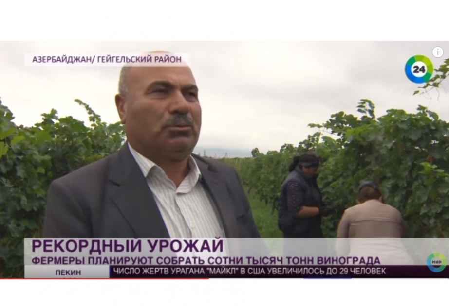 Телеканал «МИР 24»: В Азербайджане собран богатый урожай винограда