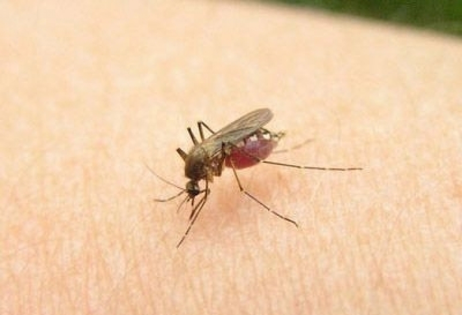 Death toll from West Nile virus in Greece rises to 41