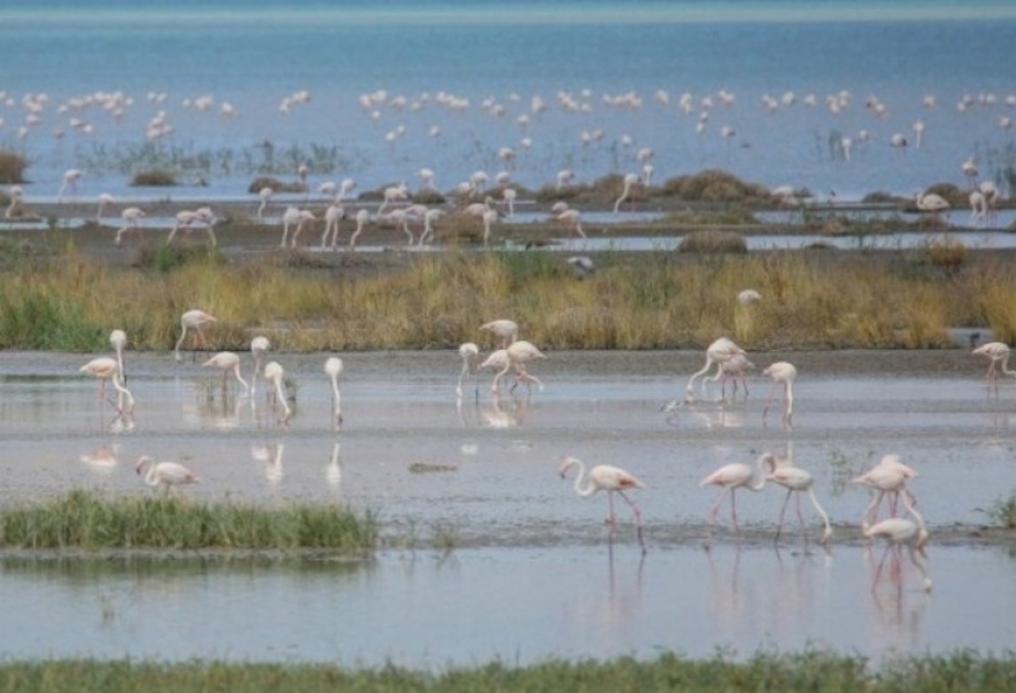 Van See: Das Flamingo-Paradies