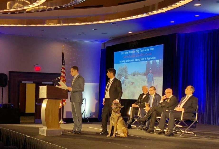 MDD Rocket and handler Vahid Mammadov selected MDD Team of Year