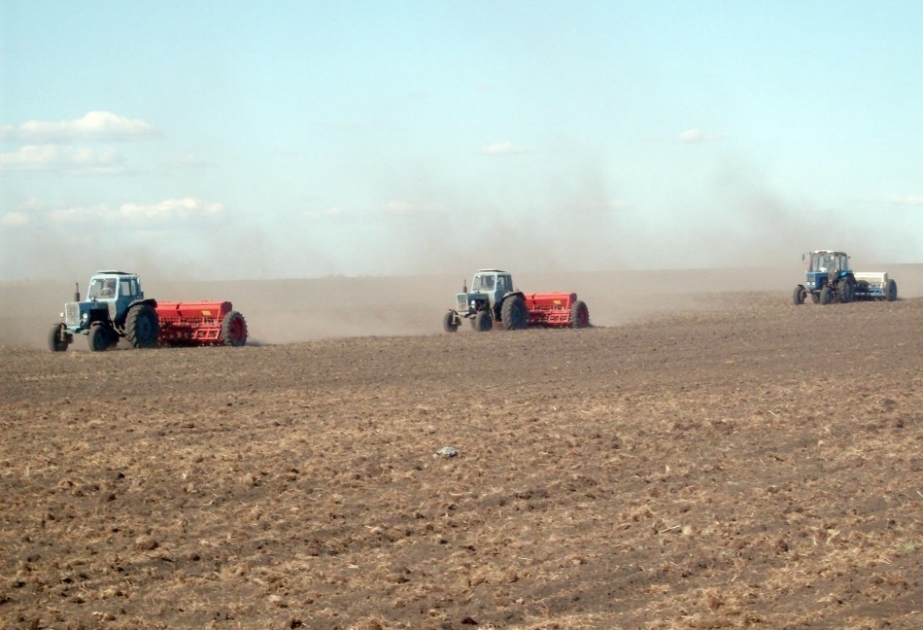 Füzuli taxılçıları 18 min hektardan çox sahədə səpin aparıblar