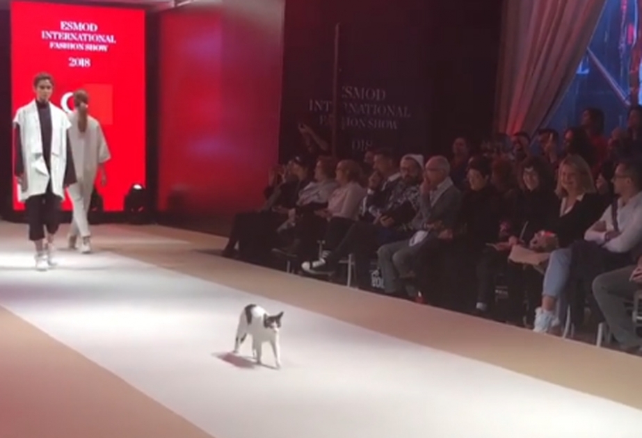 Katze auf Catwalk stiehlt Models die Show