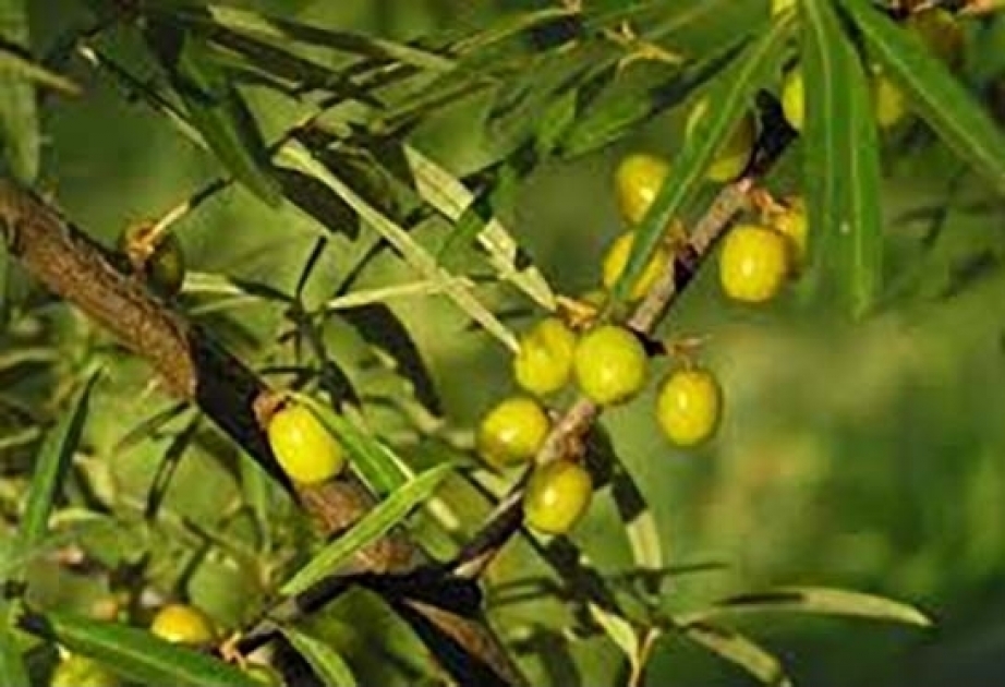 Les sociétés chinoises manifestent un intérêt particulier pour l’huile d’olive produite en Azerbaïdjan