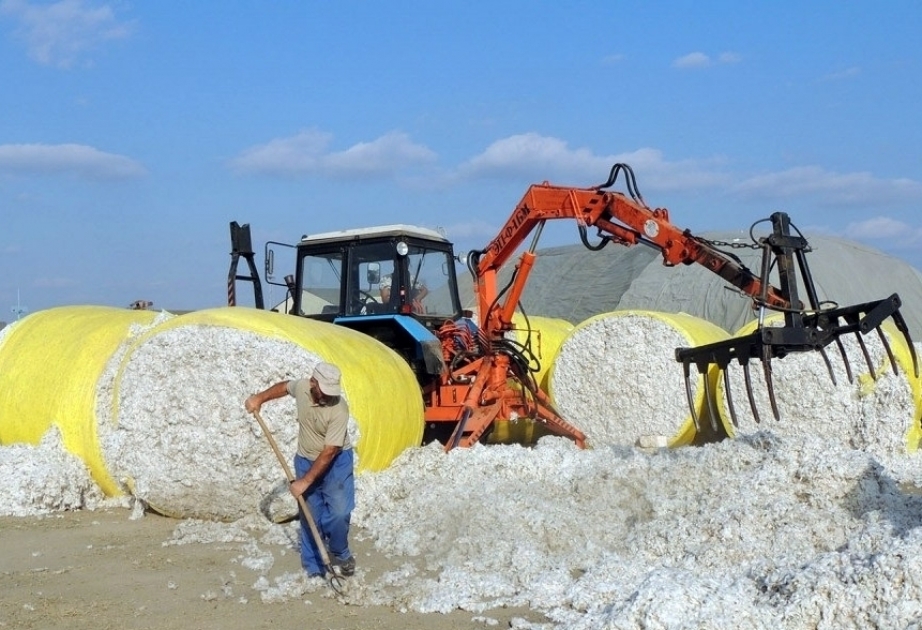 Auf Feldern bisher mehr als 201.000 Tonnen Baumwolle gesammelt