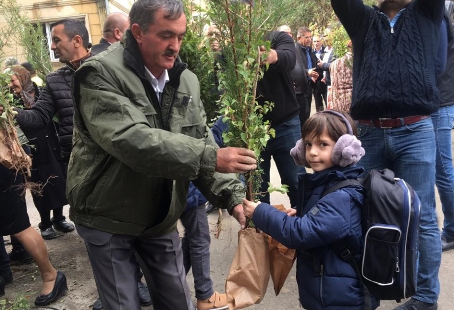 Yeni yaşıllıqların salınması məqsədilə vətəndaşlara pulsuz tinglər paylanılıb