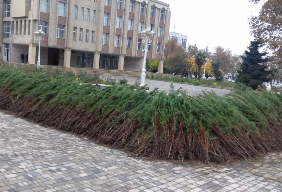 Bayram günlərində keçirilən aksiya zamanı respublika üzrə 120 minə yaxın pulsuz ağac tingi paylanılıb