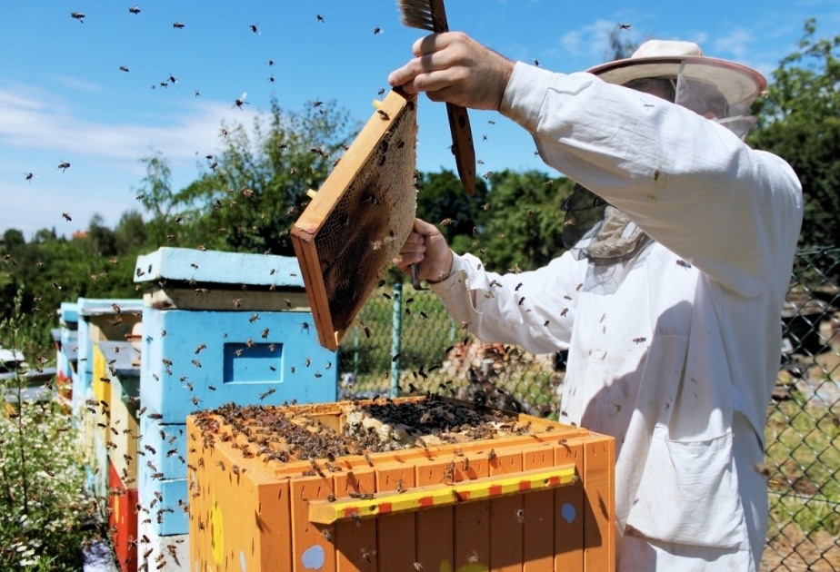 До конца года пчеловодам будут выплачены субсидии