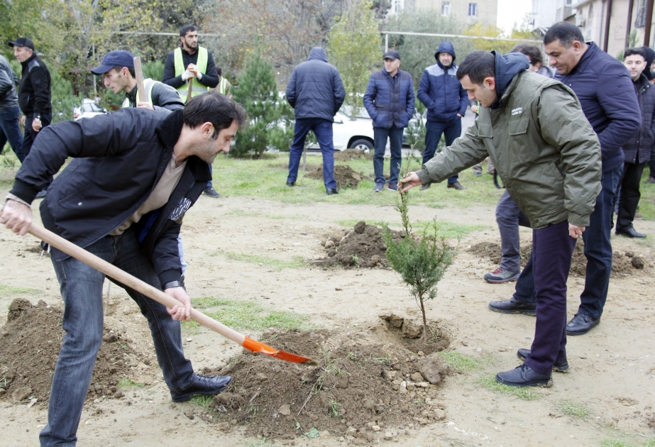 Payız ağacəkmə kampaniyası davam edir