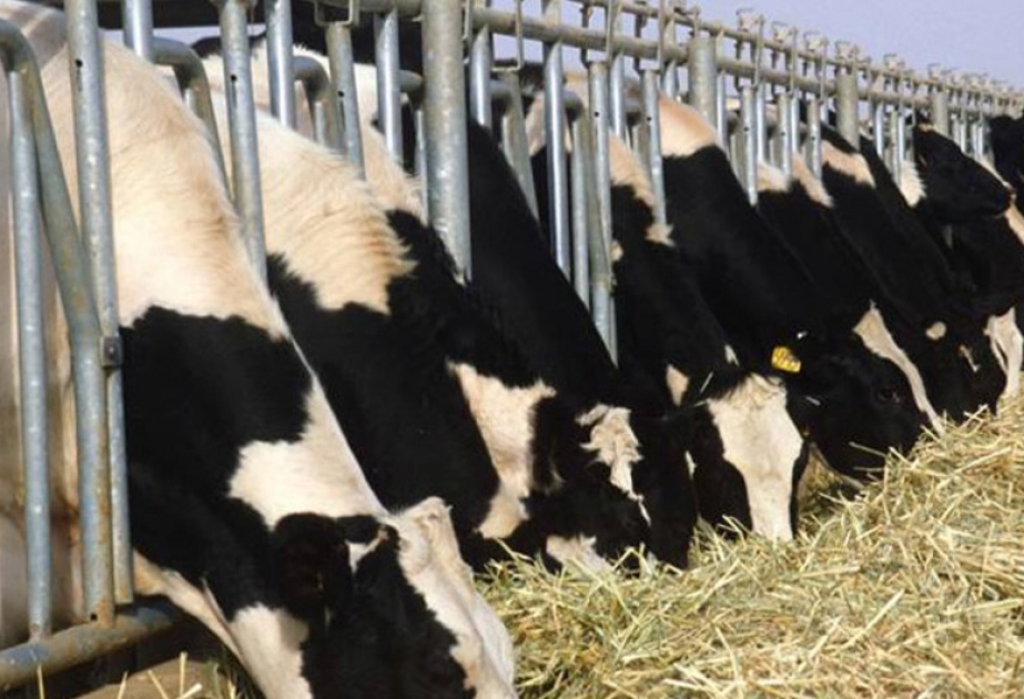 В ФАО призвали все страны уничтожить образцы вируса чумы крупного рогатого скота
