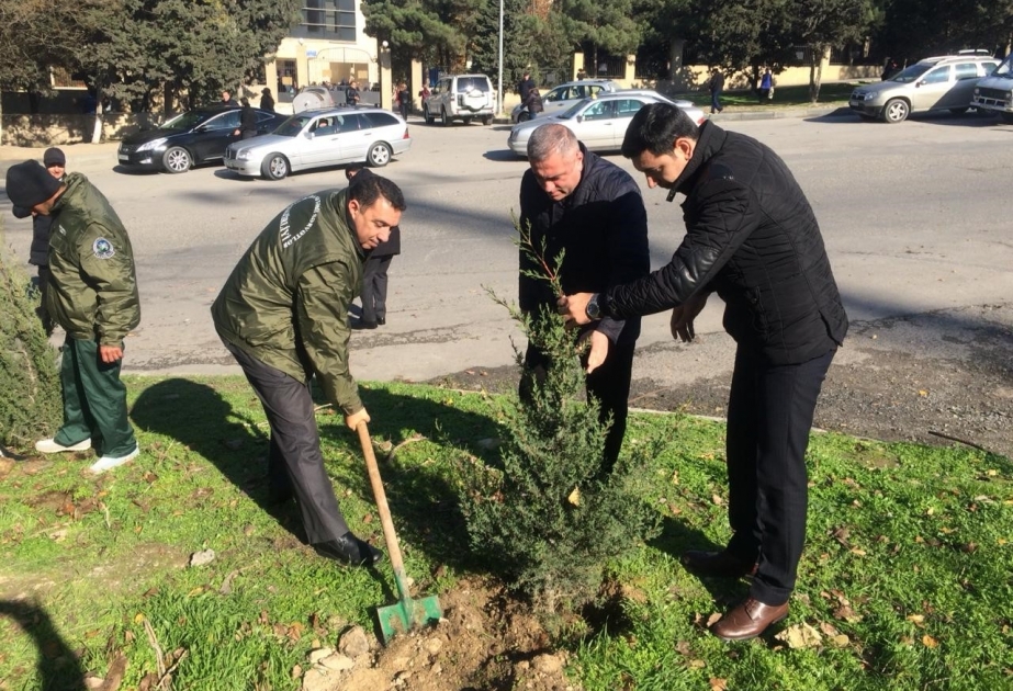 Qurumuş ağacların yerinə yeniləri əkilib
