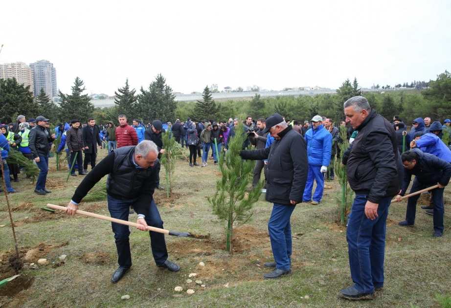 Növbəti ağacəkmə aksiyası Binəqədi rayonunda təşkil olunub