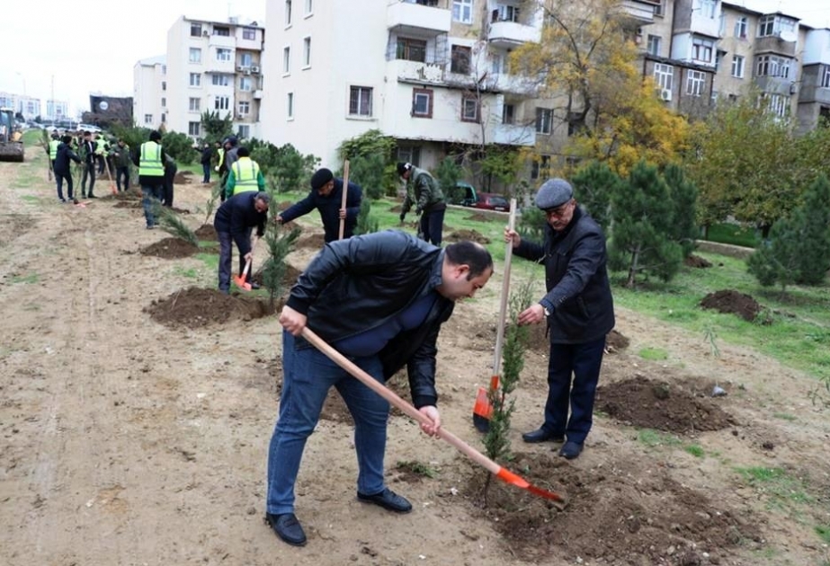 Qurumuş və təhlükə törədən ağacların yerinə 1700-ə yaxın ağac əkilib