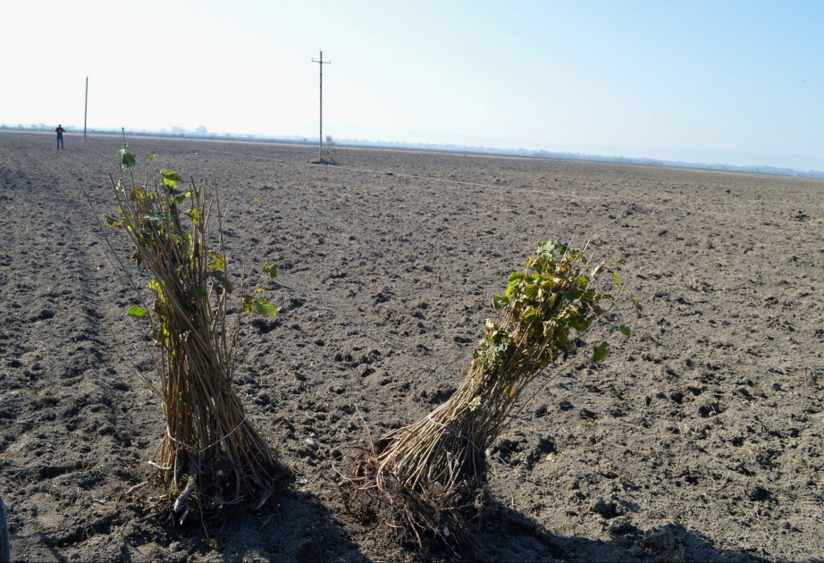 Payız mövsümündə Oğuzda 240 hektar yeni fındıq bağları salınacaq