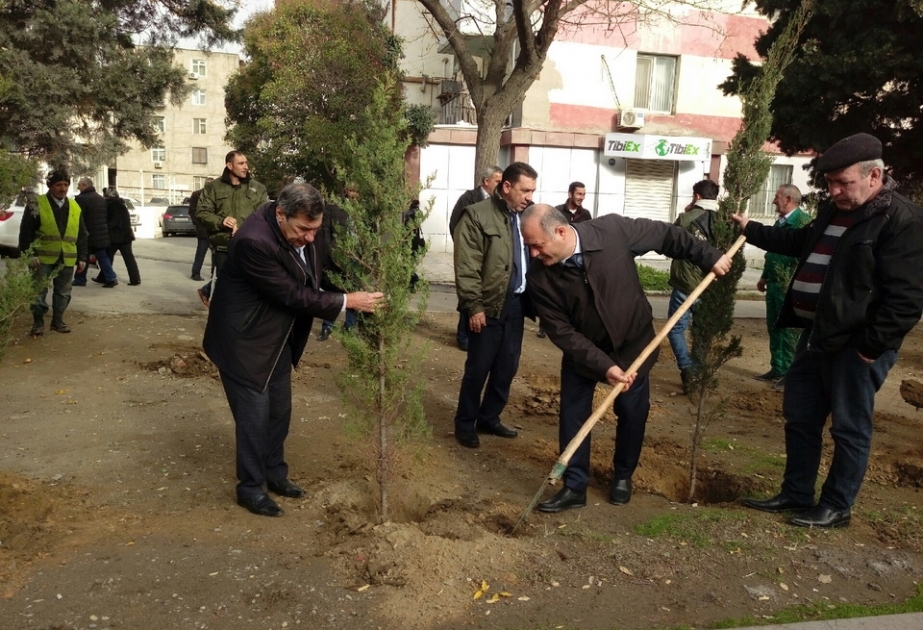 Yasamal rayonundakı qurumuş ağaclar yeniləri ilə əvəz olunub