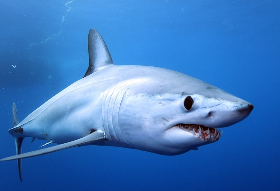 Испания и Япония объединяются, чтобы сохранить возможность ловить акул-мако