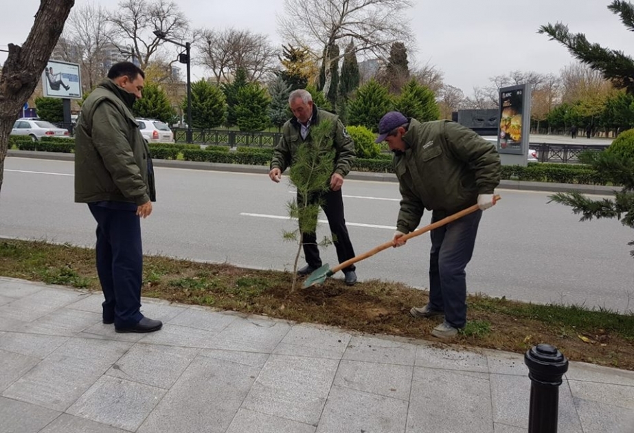 Nəsimi rayonunda qurumuş ağacların yerinə 50 ting əkilib