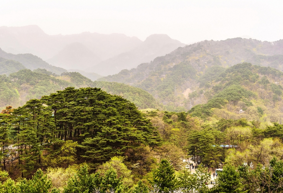 Şimali və Cənubi Koreya meşə təsərrüfatı sahəsində əməkdaşlığı davam etdirir