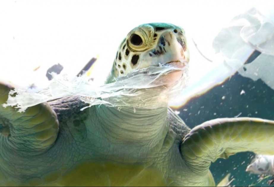 Jede Meeresschildkröte hat Plastikmüll im Bauch