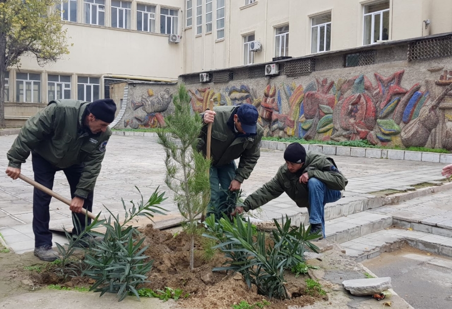 Bakı üzrə ümumilikdə 143 qurumuş ağac 2000-dən çox müxtəlif cinsli tinglə əvəzlənib