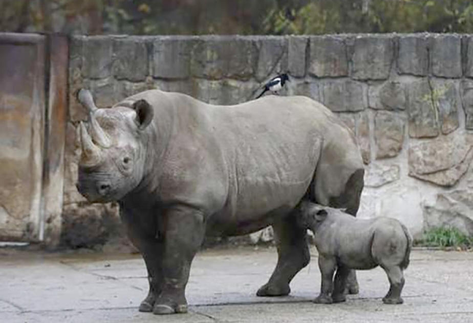 В Чехии появился на свет в неволе еще один детеныш двурогого носорога