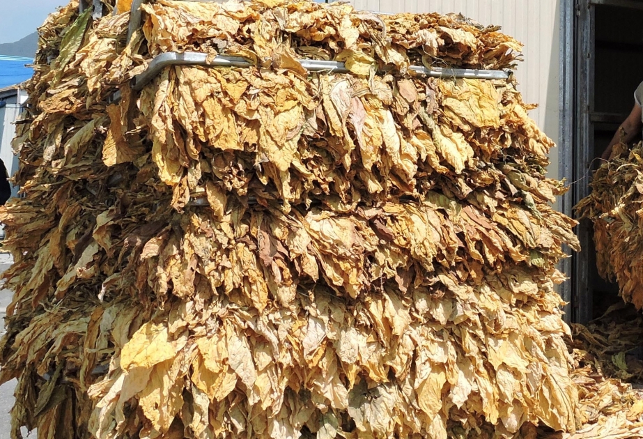 Qaxlı fermerlər indiyədək 878 ton quru tütün istehsal ediblər