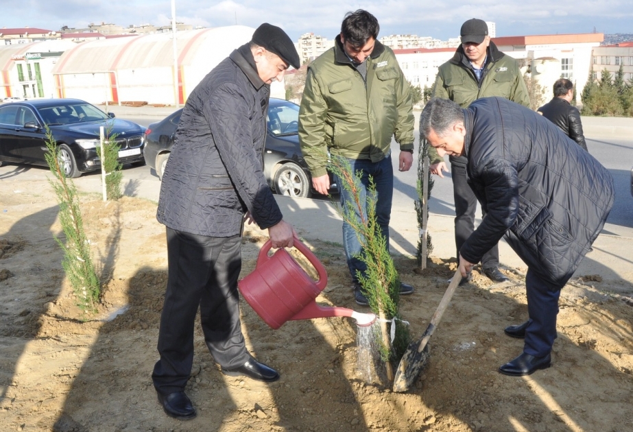 Suraxanı rayonunda keçirilən növbəti aksiya zamanı 500-dən çox ağac əkilib