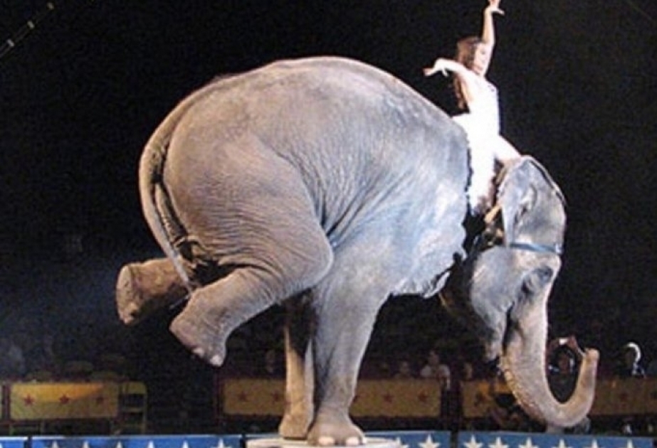 New Jersey becomes first state to ban wild animal circus acts