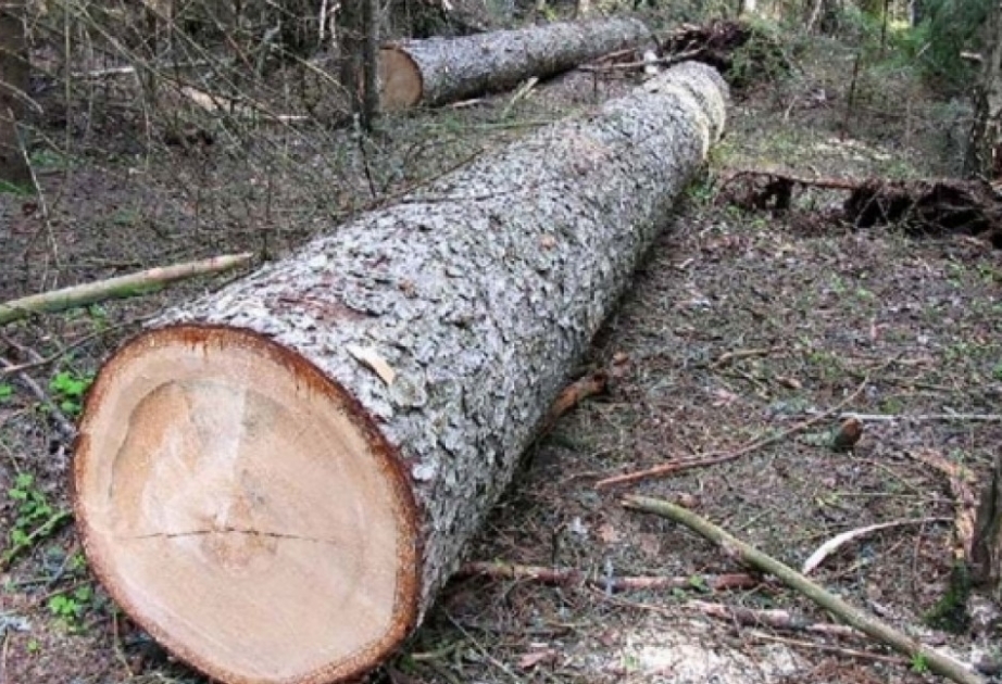Нанесенный природе ущерб за незаконную вырубку 15 деревьев ольхи оценен в размере 8 900 манатов